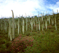 Cephalocereus columna-trajani