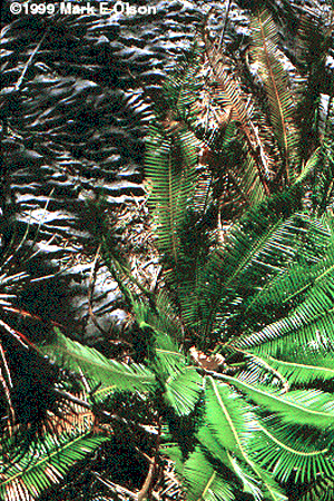 Dioon edule cycad