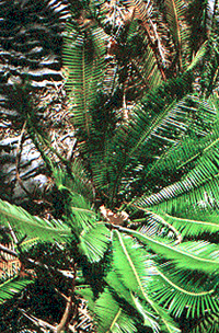 Dioon edule cycad