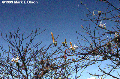 Ceiba parvifolia