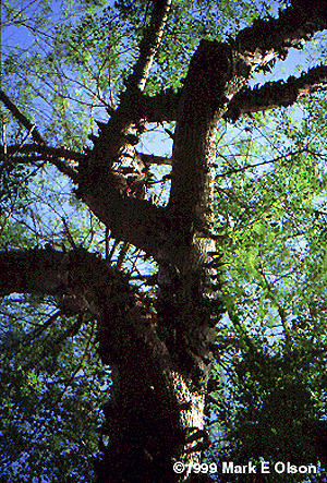 Ceiba parvifolia