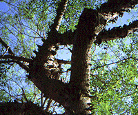 Ceiba parvifolia