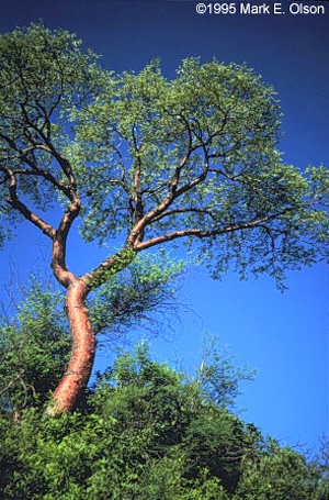 Bursera longipes