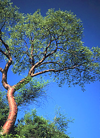 Bursera longipes