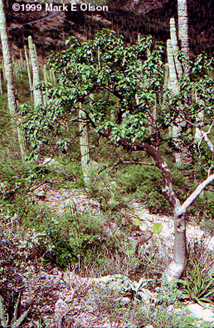 Ipomoea arborescence