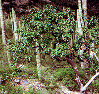 Ipomoea arborescence