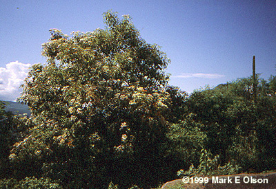 Cordia eleagnoides