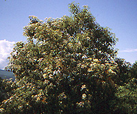 Cordia eleagnoides