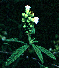 Cordia curassavica