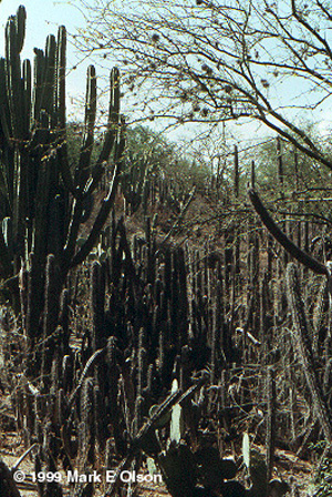 Cactus thicket