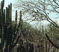 Cactus thicket