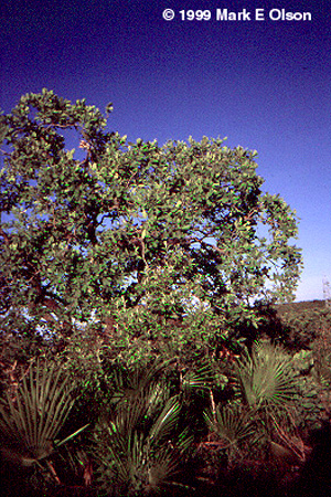 Transitional forests