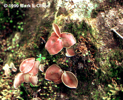 Pinguicula sp.