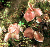 Pinguicula sp.