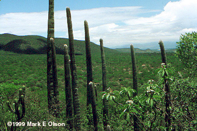 Tehuacn-Cuicatln Valley