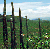 Tehuacn-Cuicatln Valley