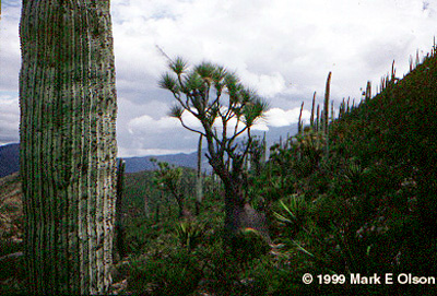 Cactus and Century Plants