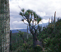 Cactus and Century Plants