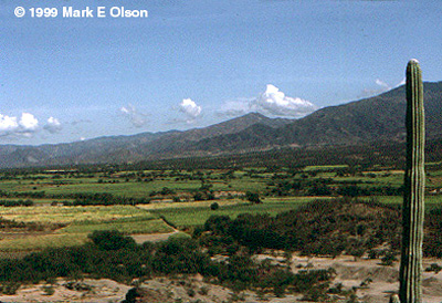 Sugar cane fields