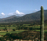 Sugar cane fields