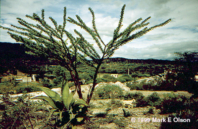 Bulldozed vegetation