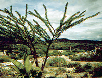 Bulldozed vegetation