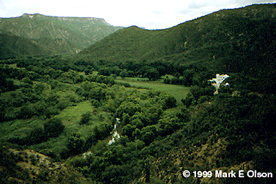 Cleared vegetation