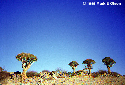 Aloe dichotoma