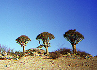 Aloe dichotoma