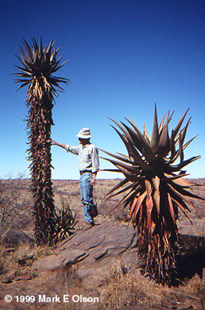 Aloe sp