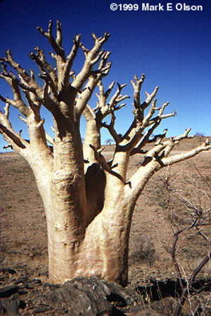 Cyphostemma currori