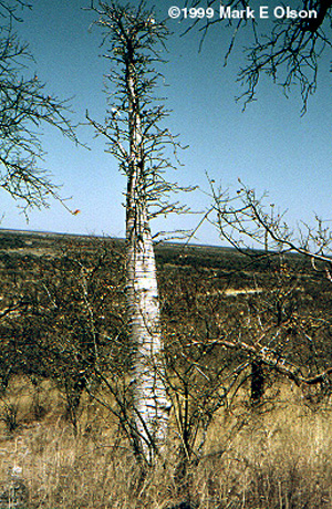 Pachypodium lealii