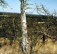 Pachypodium lealii