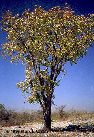 Colophospermum mopane