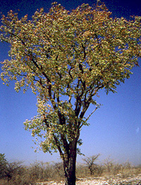 Colophospermum mopane