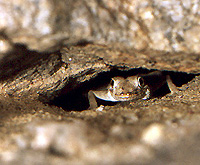Gecko