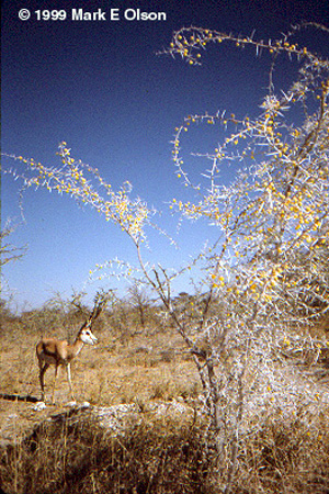 Springbok