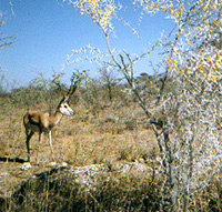 Springbok