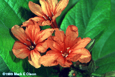 Cordia flowers