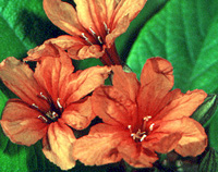 Cordia flowers
