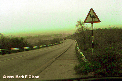 Camel crossing sign