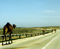 Camels