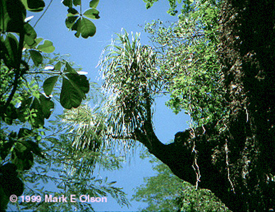 Ponytail Palm