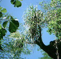 Ponytail Palm