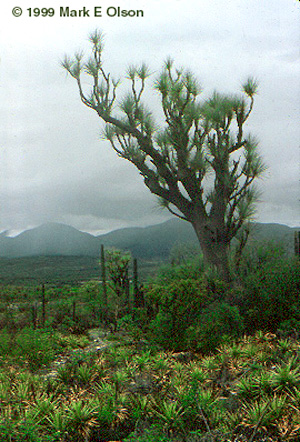 Beaucarnea gracilis