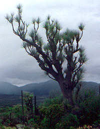 Beaucarnea gracilis