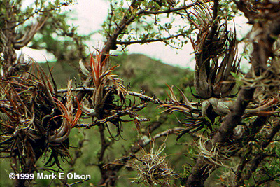 Tillandsia epiphyte