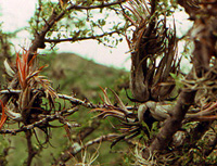 Tillandsia epiphyte