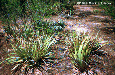 Hechtia sp.