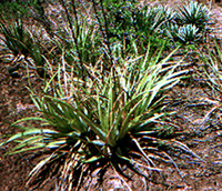 Hechtia sp.